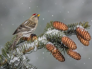 twig, Bird, cones, snow, spruce, Common Redpoll